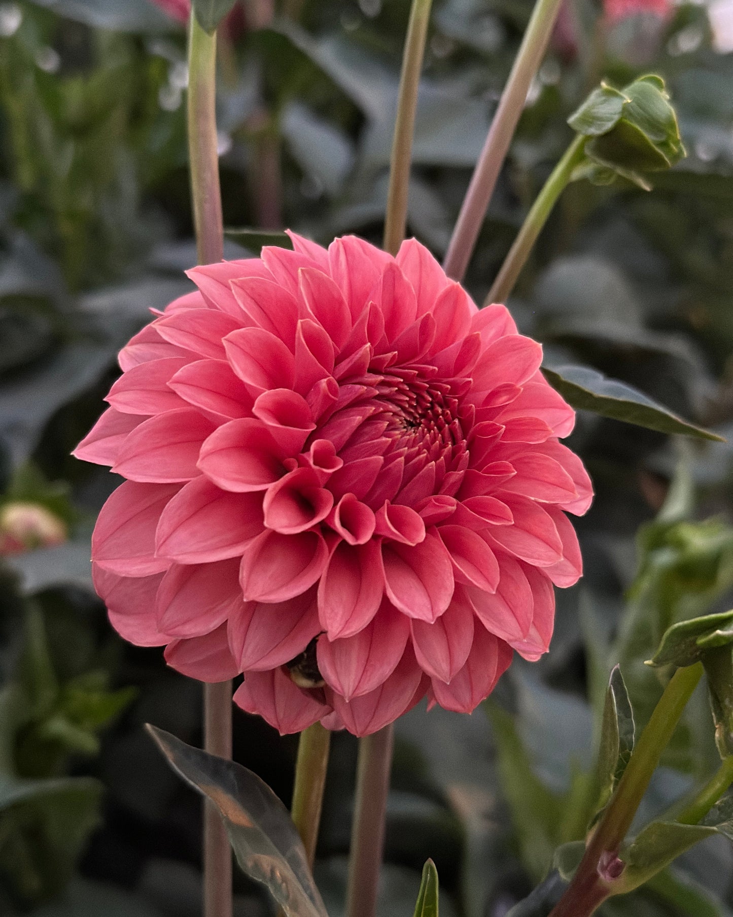 Keltie Rose Dahlia