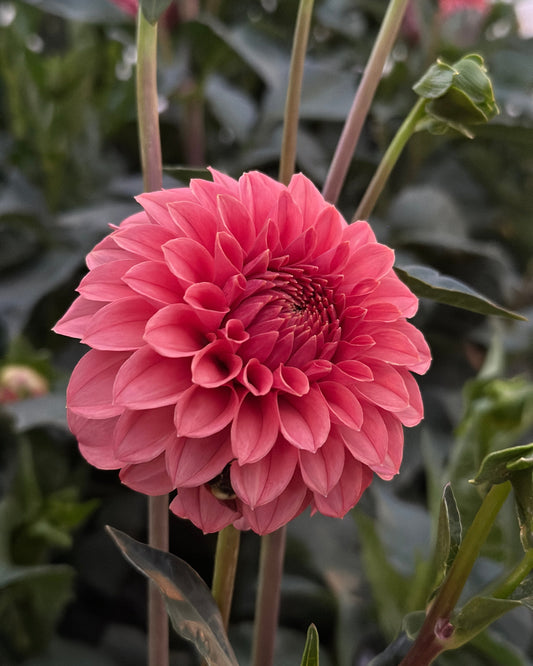 Keltie Rose Dahlia