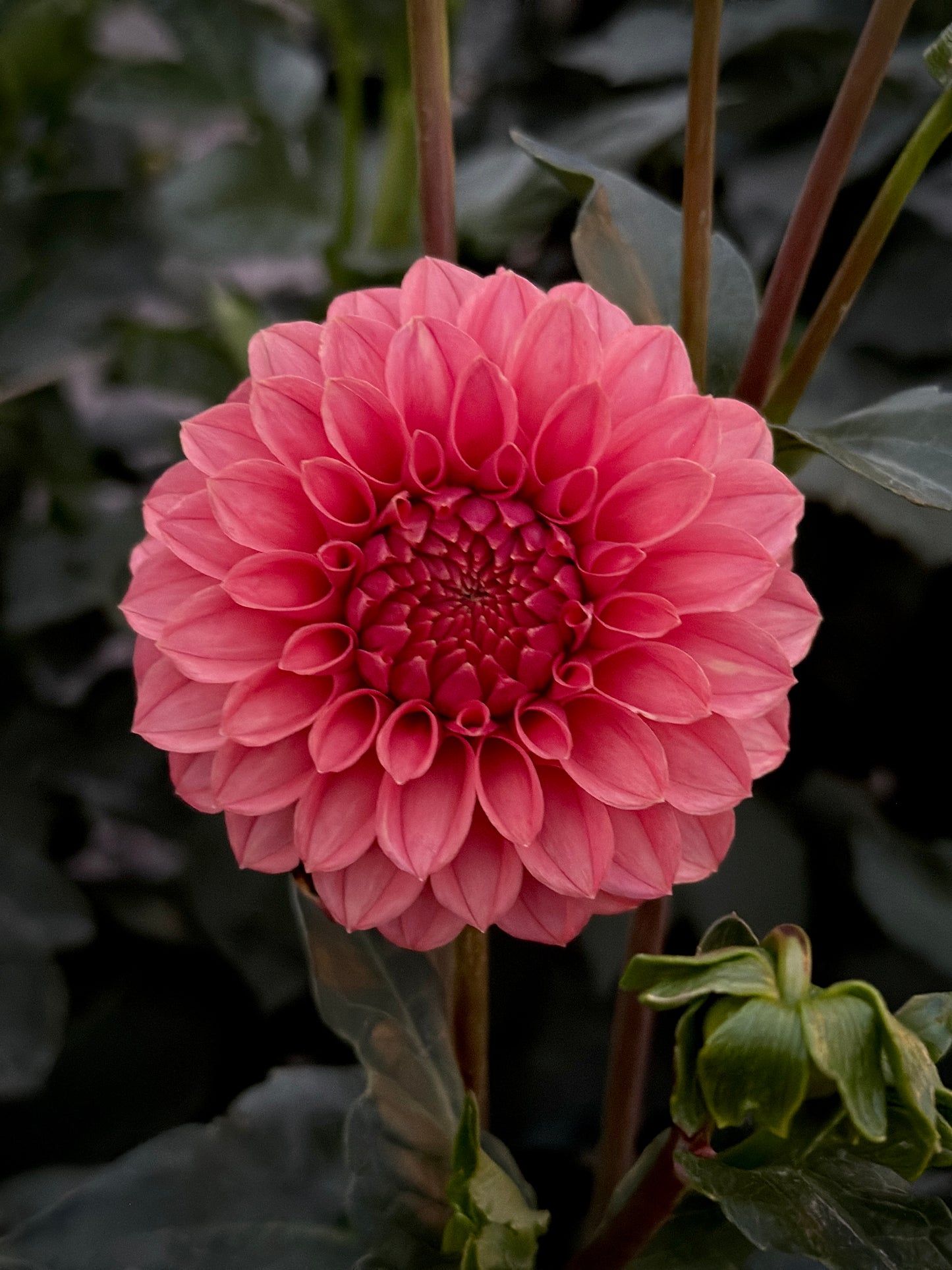 Keltie Rose Dahlia