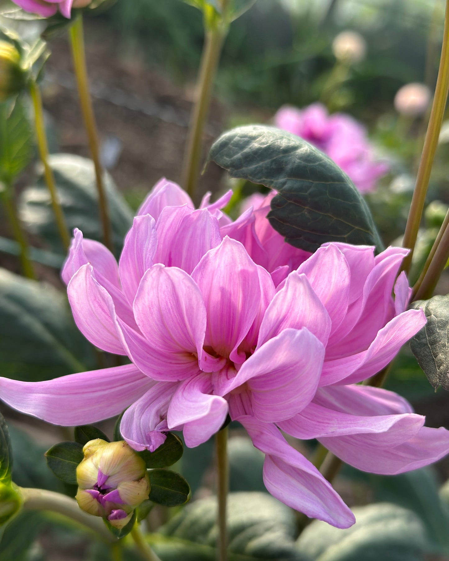 Sandia Shomei